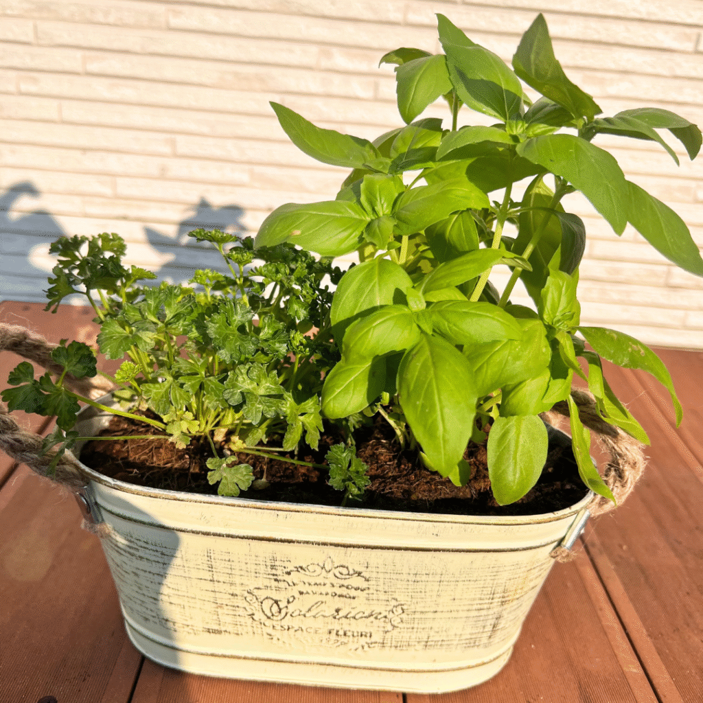 小さな菜園で育ったバジルとパセリ