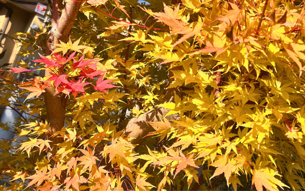 箱根・友栄の庭に色づく紅葉。黄色から赤へ移り変わる秋のもみじ。
